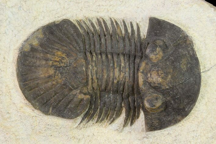 Bargain, Trilobite (Paralejurus spatuliformis?) Fossil - Morocco #137562
